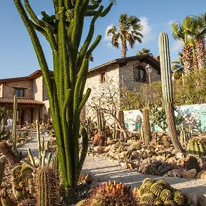 Country house Garden Cactus 